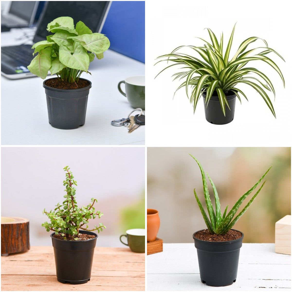 Pack of 4: NASA Air-Purifying Bundle: Jade, Aloe, Spider & Syngonium Plants