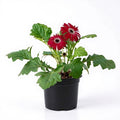 Gerbera Red - 5" Pot