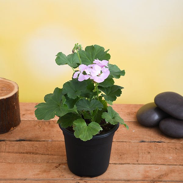 Geranium Ivy, Geranium Creeper Baby Pink - 5" Pot