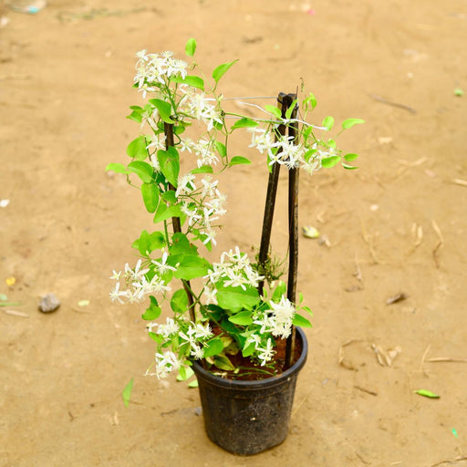 Ranjai Plant - 6" Pot