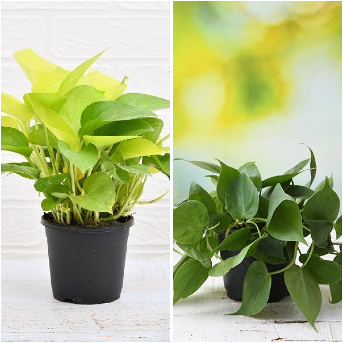 Pack of 2: Money Plant & Philodendron Duo for Calm, Green Spaces