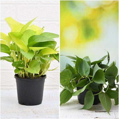 Pack of 2: Money Plant & Philodendron Duo for Calm, Green Spaces