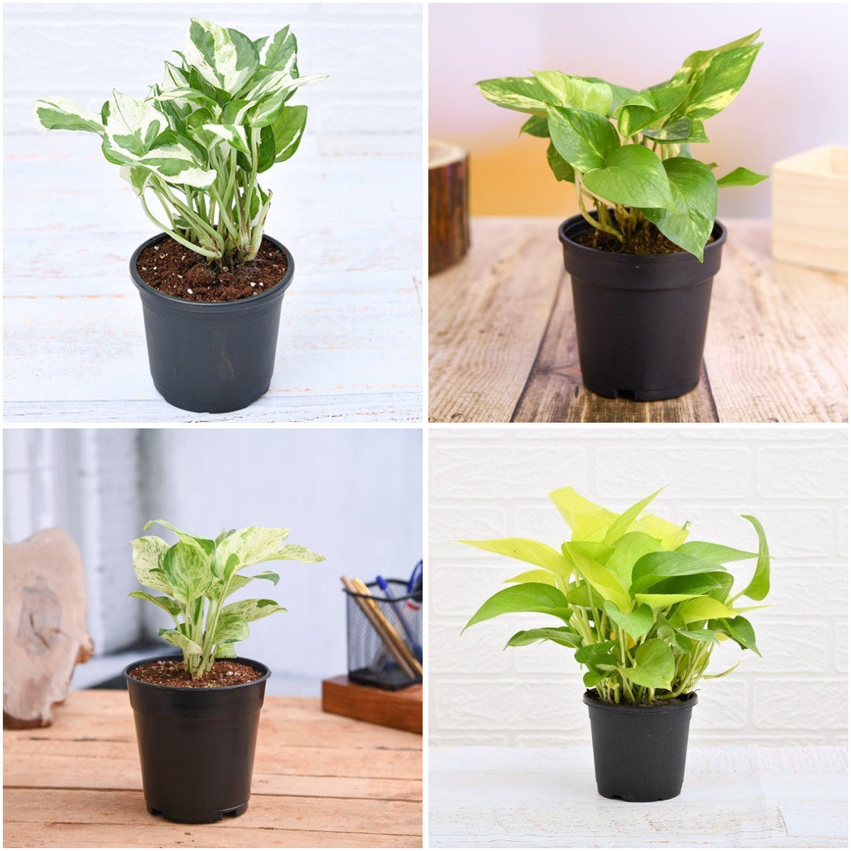 Pack of 4: Money Plant Varieties Bundle – Marble, Golden & Green Pothos