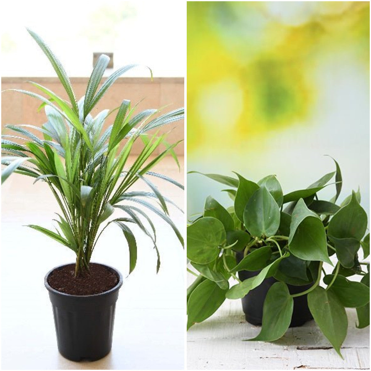 Pack of 2: Areca Palm & Philodendron Duo – Air-Purifying Indoor Plants