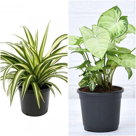 Pack of 2: Air Purifying Duo: Syngonium & Spider Plant for Home