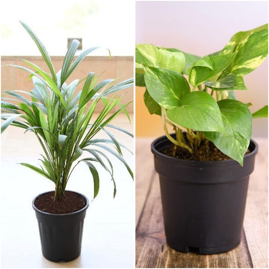 Pack of 2: Air Purifying Duo: Areca Palm & Money Plant for Home