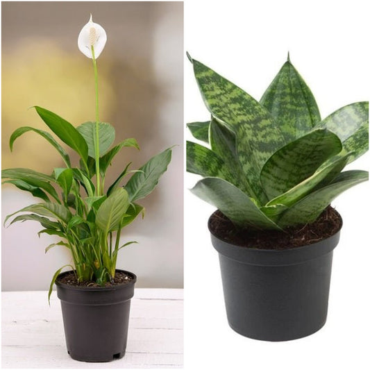 Pack of 2: Air-Purifying Peace Lily & Snake Plant in Colorful Pots