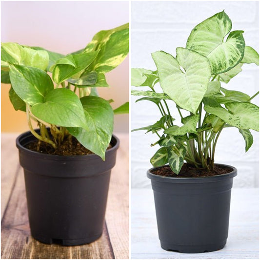 Pack of 2: Money Plant & Syngonium Variegated Duo in 4-Inch Pots