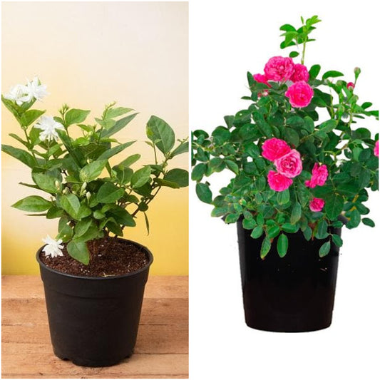 Pack of 2: Mogra & Miniature Rose Plants – Fragrant Balcony Duo