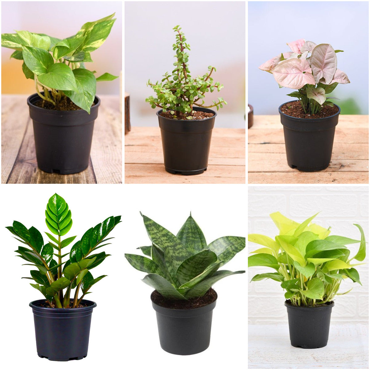 Pack of 6: Air Purifying Indoors: Money Plant, ZZ, Snake & More