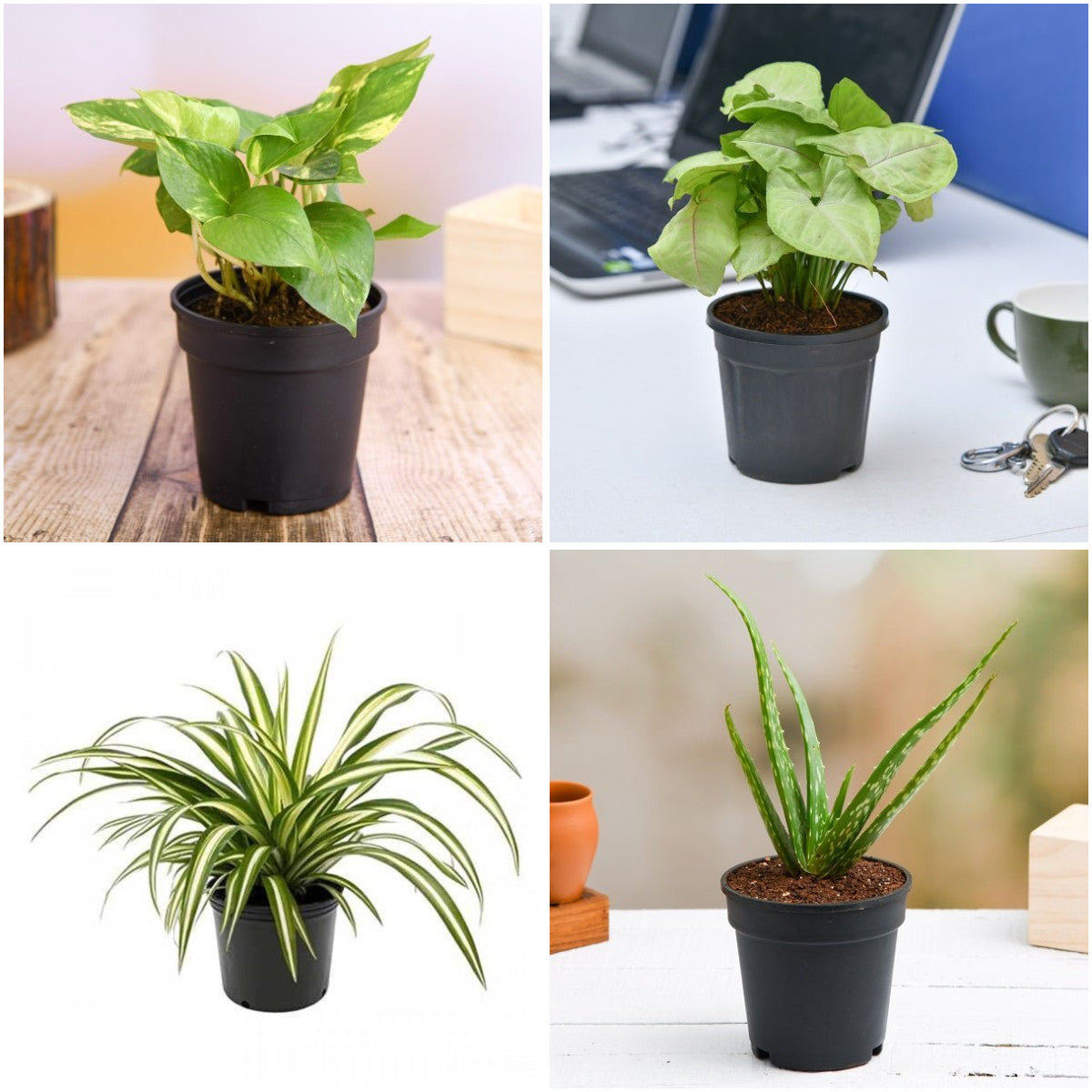 Pack of 4: Lucky Indoor Plants – Money Plant, Aloe Vera & More