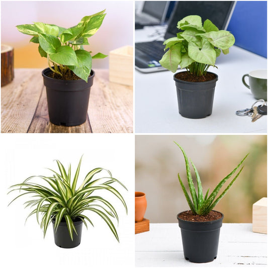 Pack of 4: Lucky Indoor Plants – Money Plant, Aloe Vera & More