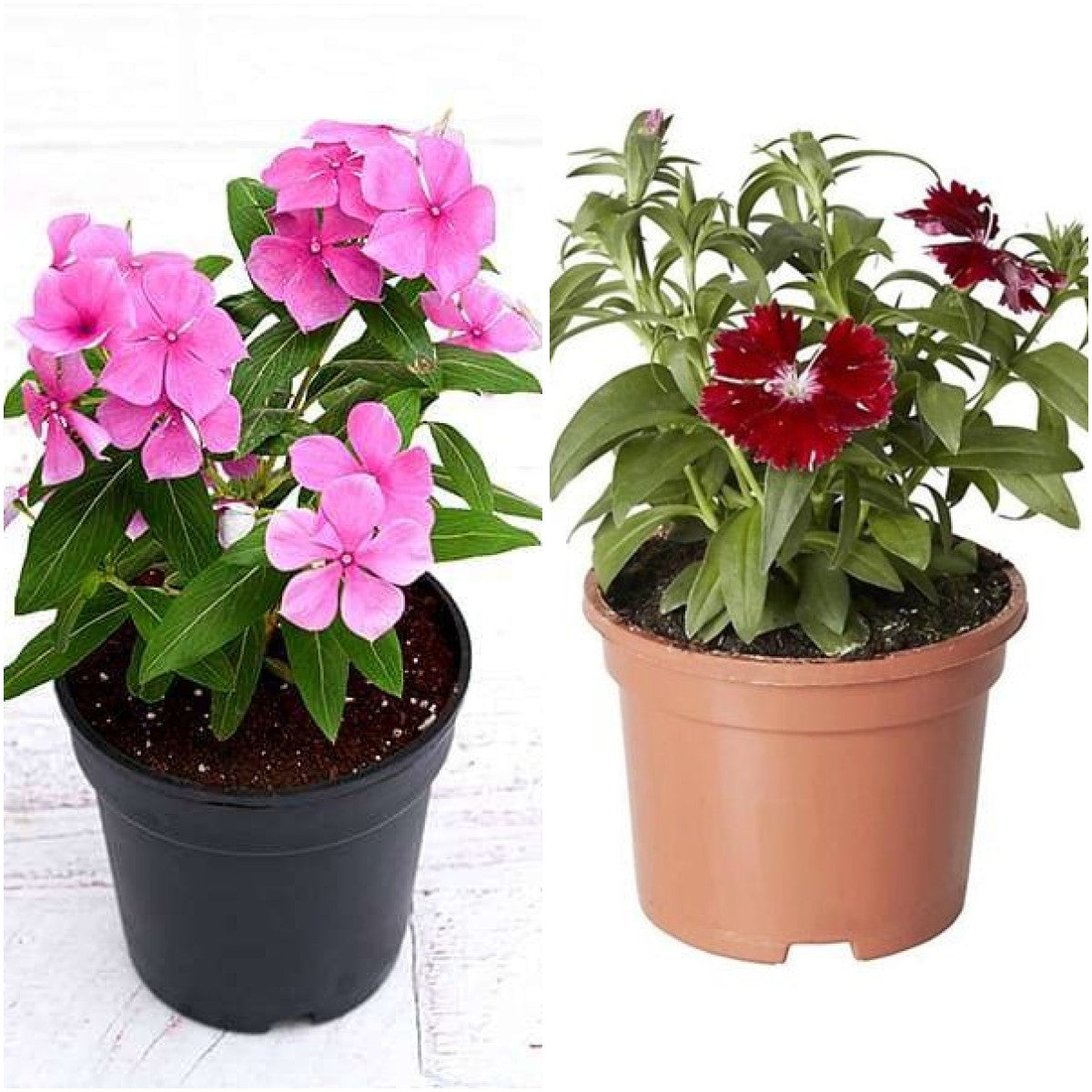 Pack of 2: Vinca & Dianthus Flowering Duo for Balcony & Garden