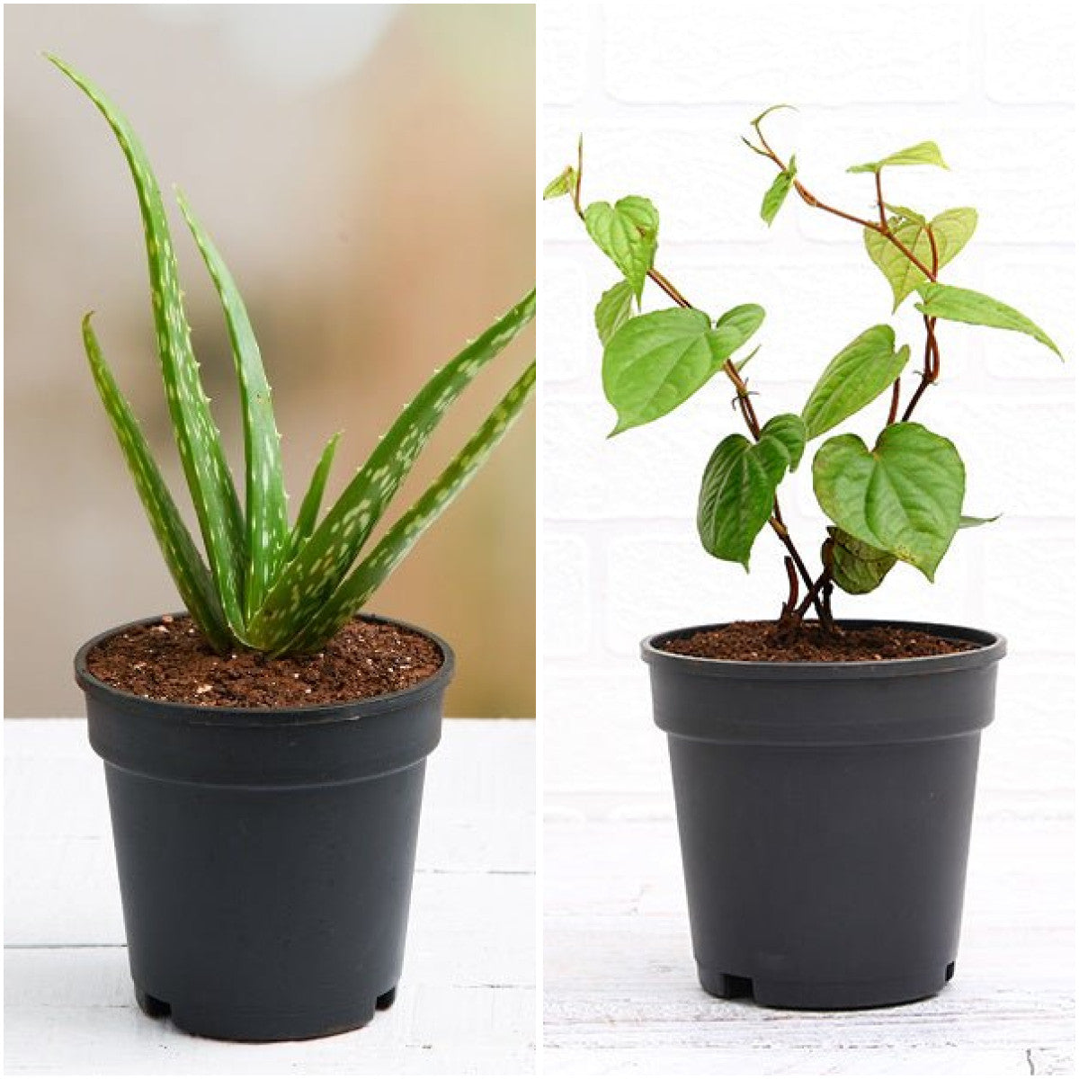 Pack of 2: Aloe Vera & Maghai Paan – Home Medicinal Plant Duo