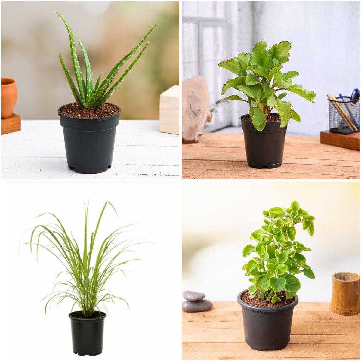 Pack of 4: Aloe Vera, Bryophyllum & Mexican Mint Medicinal Garden Bundle
