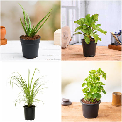 Pack of 4: Aloe Vera, Bryophyllum & Mexican Mint Medicinal Garden Bundle