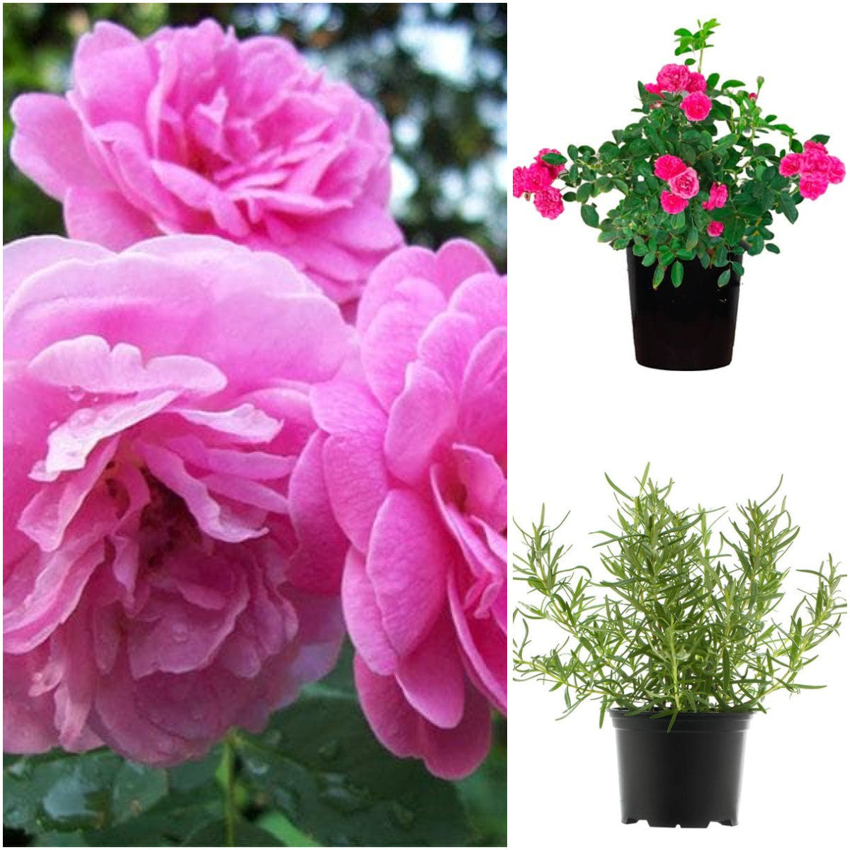 Pack of 3: Damascus & Miniature Roses with Rosemary — Fragrant Balcony Trio
