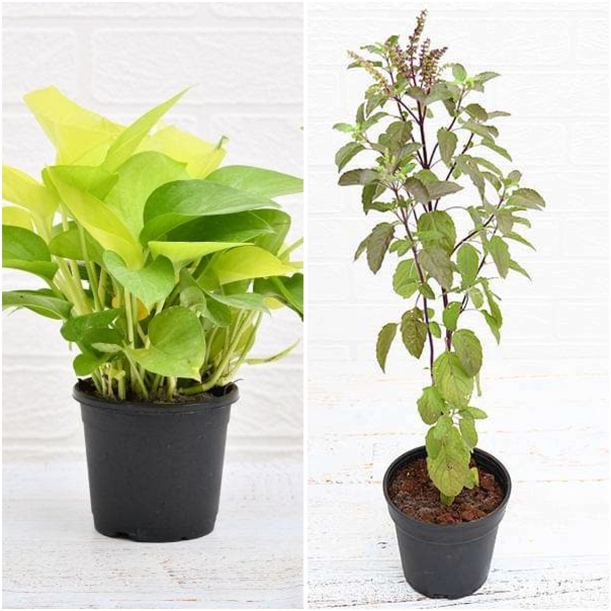 Pack of 2: Money Plant & Krishna Tulsi – Pure Indoor Air Duo
