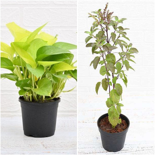 Pack of 2: Money Plant & Krishna Tulsi – Pure Indoor Air Duo