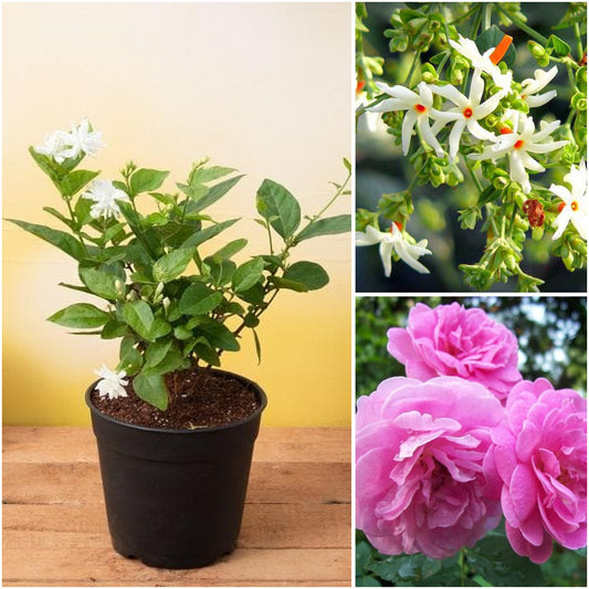 Pack of 3: Mogra, Parijat & Damascus Rose Fragrant Flowering Bundle