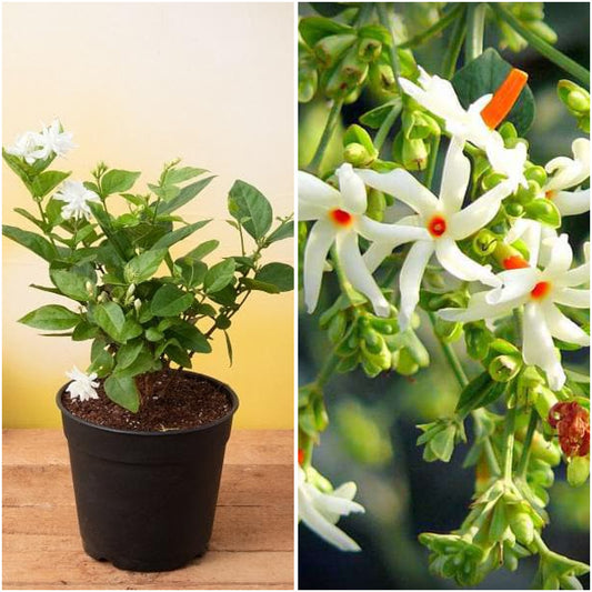 Pack of 2: Mogra & Parijat – Fragrant Flowering Plants for Home Garden