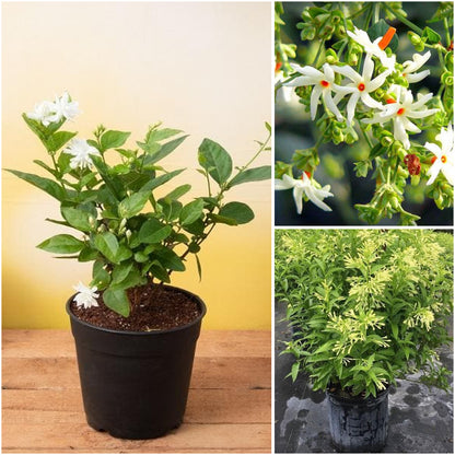Pack of 3: Fragrant Whites Trio – Mogra, Parijat & Raat Ki Rani Plants