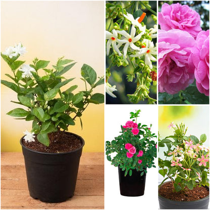 Pack of 5: Fragrant Balcony Blooms: Mogra, Parijat & Rose Collection