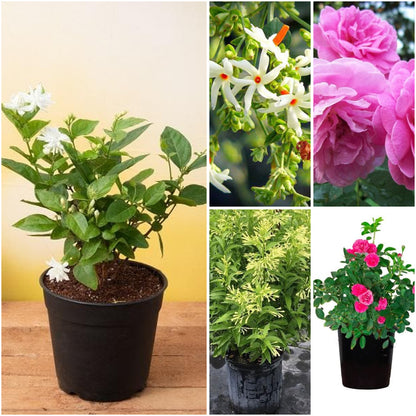Pack of 5: Monsoon Fragrance Garden – Mogra, Parijat & Rose Plants