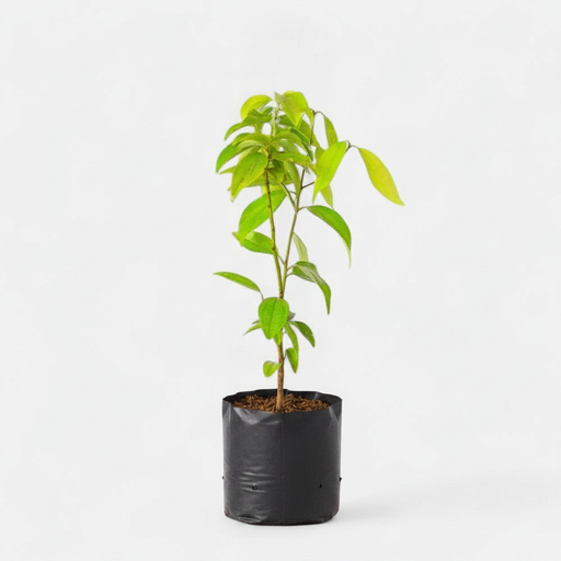 Cinnamon - 6" Grow bag