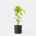 Cinnamon - 10" Grow bag