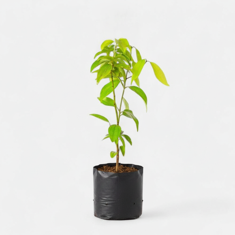 Cinnamon - 10" Grow bag