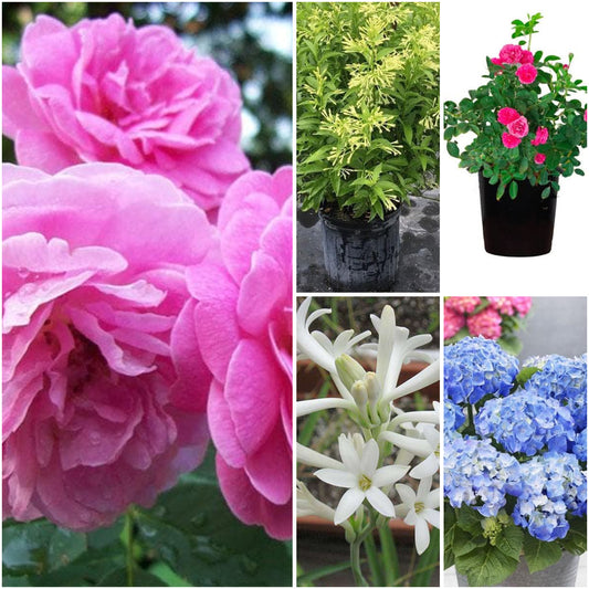 Pack of 5: Raat Ki Rani, Rajnigandha & Rose Winter Bloom Bundle