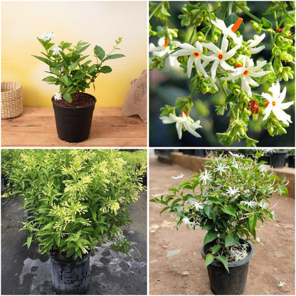 Pack of 4: 4 Fragrant Jasmine Plants – Mogra, Parijat, Raat Ki Rani & Kunda