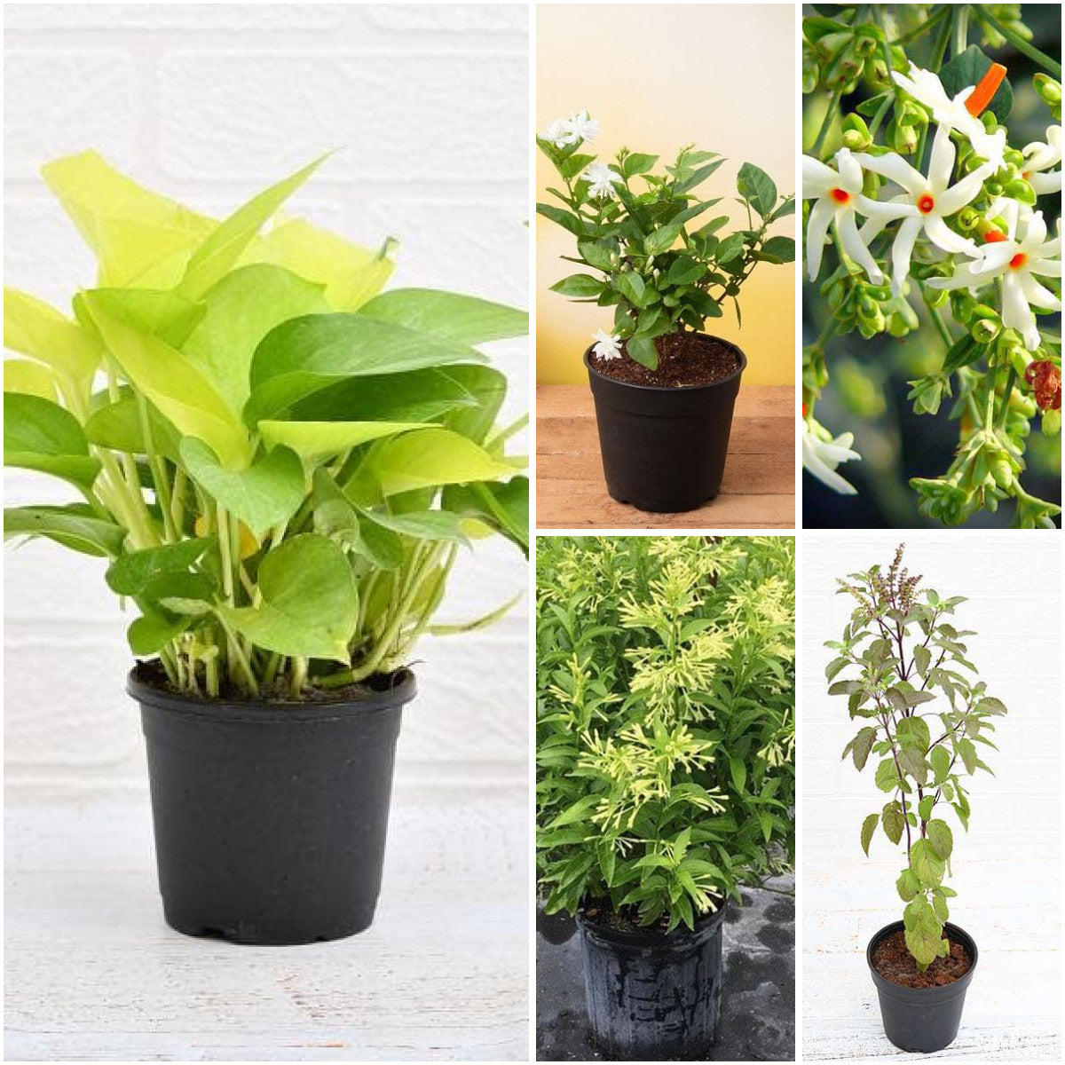 Pack of 5: Fragrant Garden Starter: Mogra, Raat Ki Rani & Tulsi Plants
