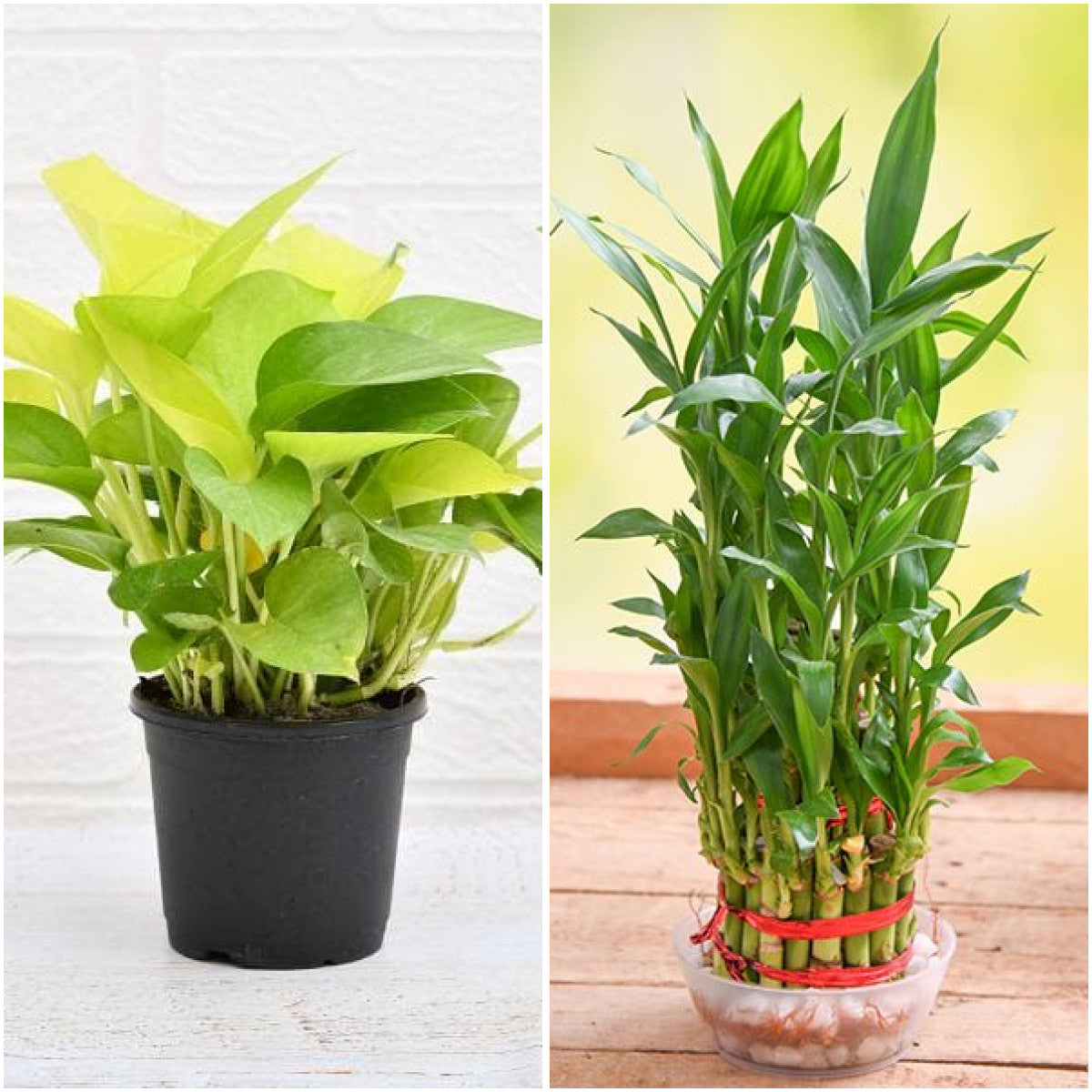 Pack of 2: Bedroom Air Purifier Money Plant & Lucky Bamboo Duo