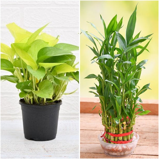 Pack of 2: Bedroom Air Purifier Money Plant & Lucky Bamboo Duo
