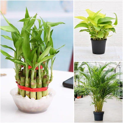 Pack of 3: Bedroom Plant Trio for Better Sleep – Bamboo, Money Plant & Areca Palm