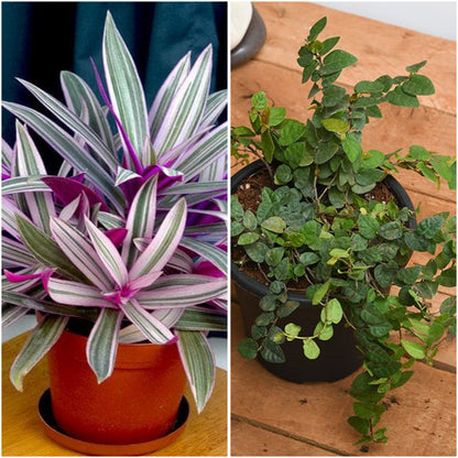 Pack of 2: Rhoeo & Creeping Fig – Living Room Plant Duo
