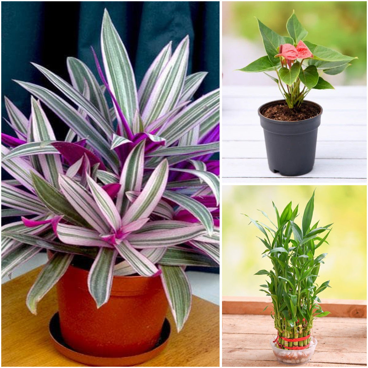 Pack of 3: Rhoeo, Anthurium & Lucky Bamboo Living Room Trio