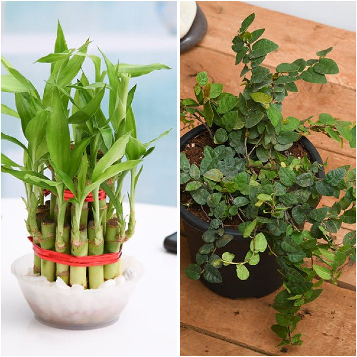 Pack of 2: Office Desk Duo: Lucky Bamboo & Creeping Fig