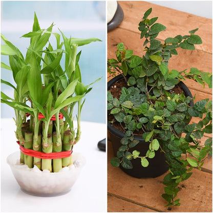 Pack of 2: Office Desk Duo: Lucky Bamboo & Creeping Fig