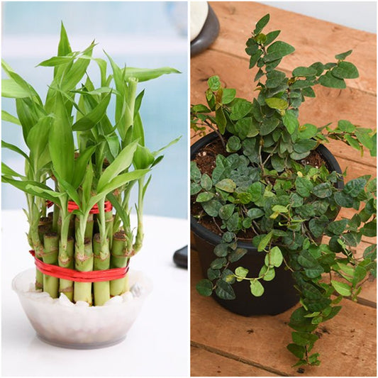 Pack of 2: Office Desk Duo: Lucky Bamboo & Creeping Fig