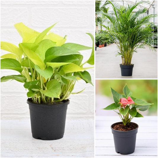 Pack of 3: Office Plant Trio – Money Plant, Areca Palm & Pink Anthurium