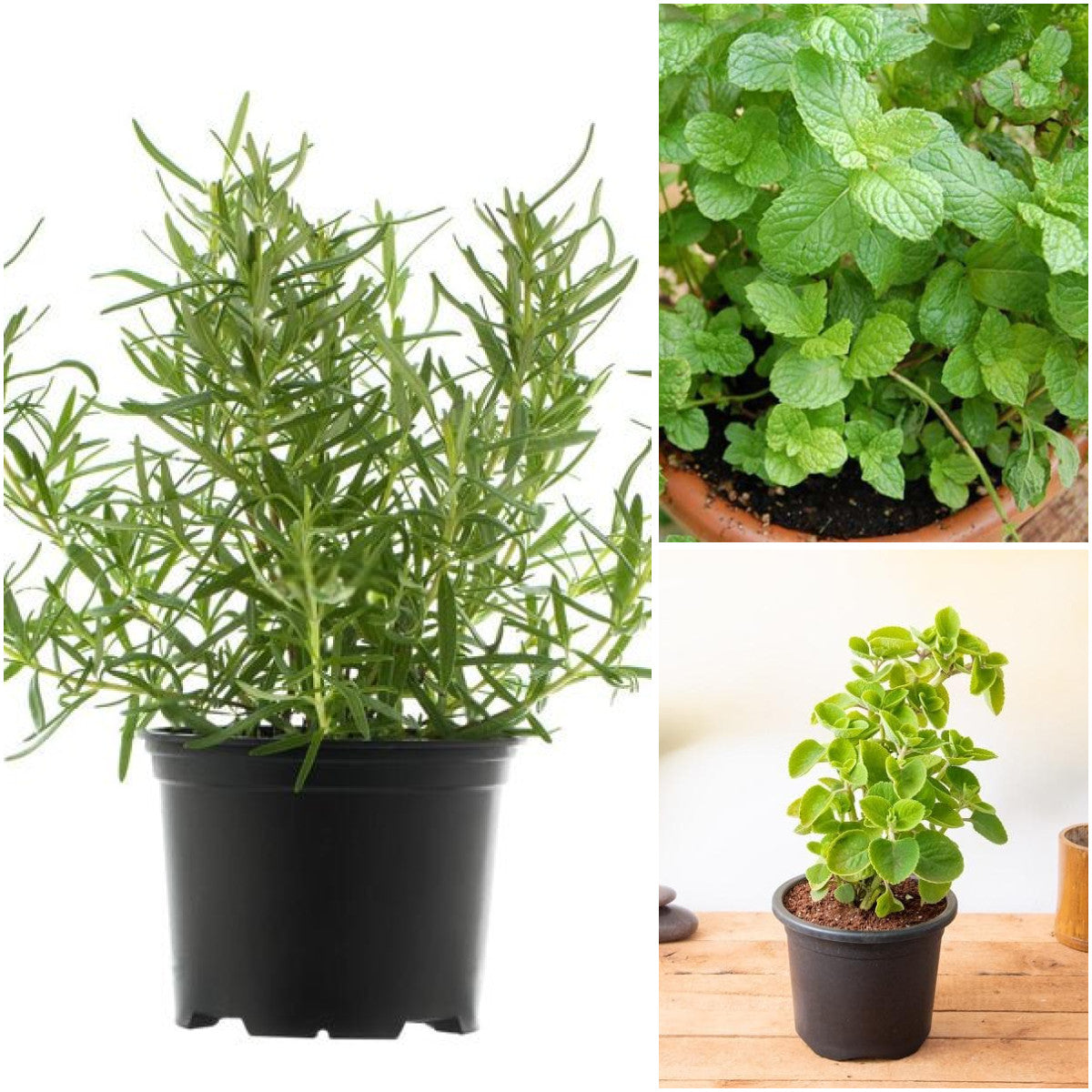 Pack of 3: Kitchen Herb Trio: Rosemary, Mint & Mexican Mint Plants