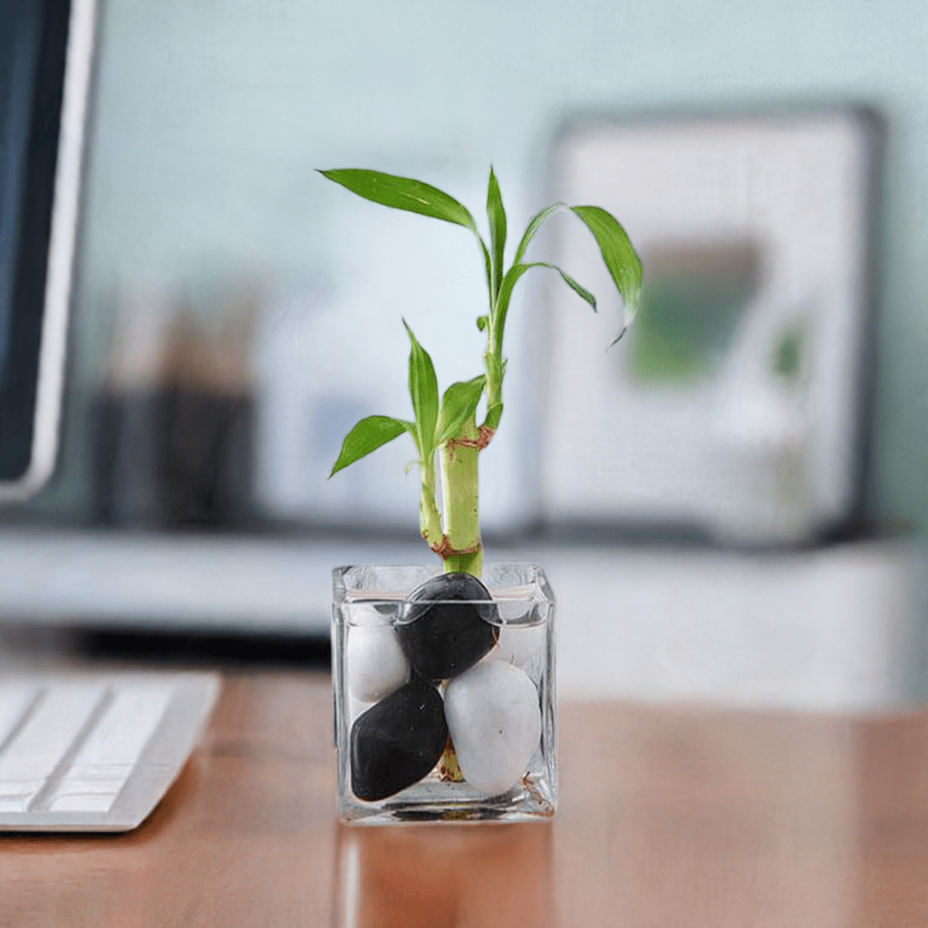 1 Lucky Bamboo Stalk (A Symbol of Commitment) - Gift Plant