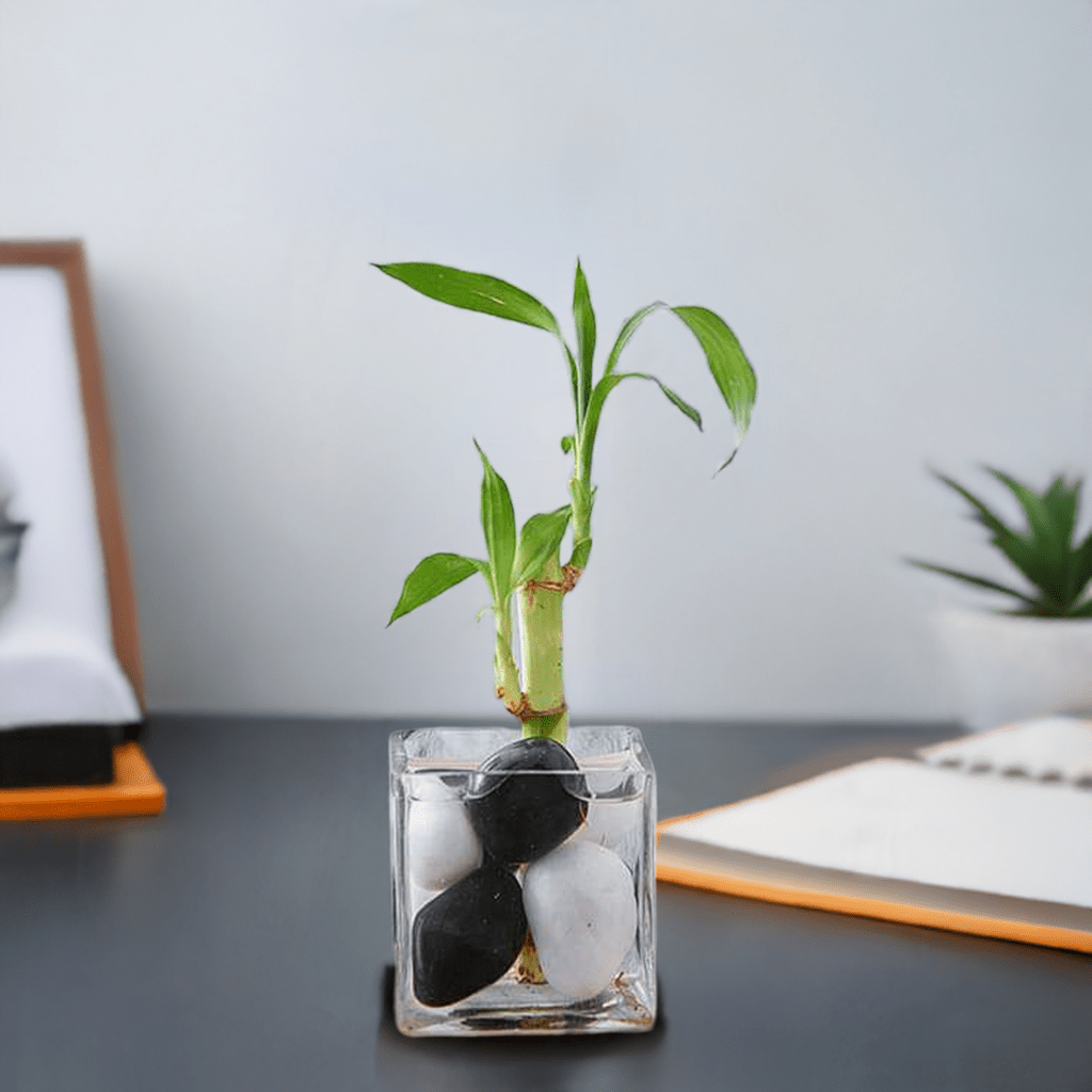1 Lucky Bamboo Stalk (A Symbol of Commitment) - Gift Plant