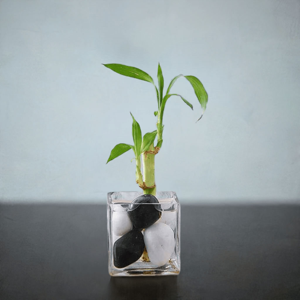 1 Lucky Bamboo Stalk (A Symbol of Commitment) - Gift Plant