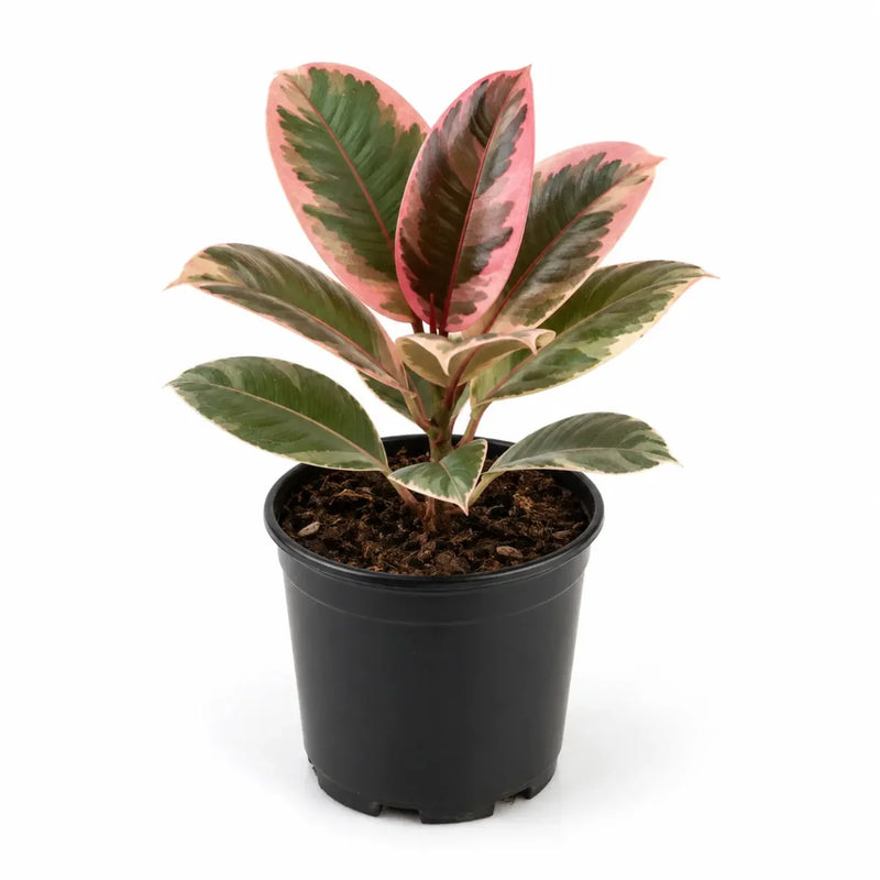 Rubber Plant Variegated - 10" Pot