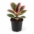 Rubber Plant Variegated - 10" Pot