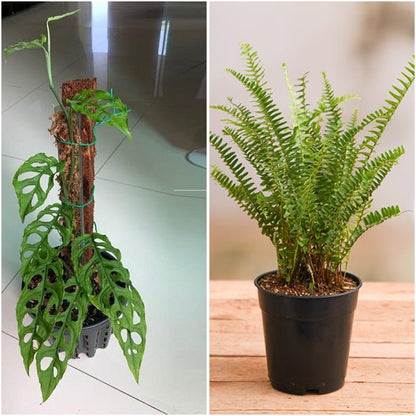 Pack of 2: Monstera & Boston Fern Bathroom Plant Duo